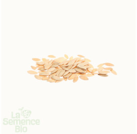 Graines de CONCOMBRE Marketmore - La Semence Bio