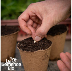 Semis de CONCOMBRE Marketmore - La Semence Bio