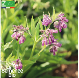 Photo de CONSOUDE officinale - La Semence Bio