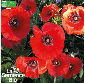 Photo de COQUELICOT  - La Semence Bio