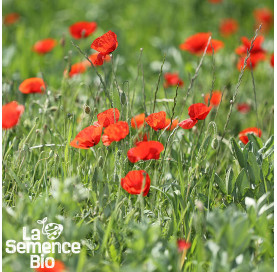 Plant à maturité de COQUELICOT  - La Semence Bio