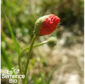 Plant en cours de croissance de COQUELICOT  - La Semence Bio