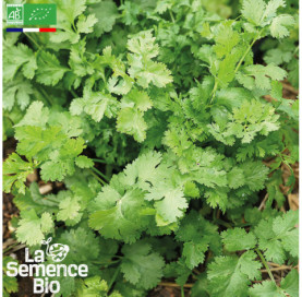 Photo de CORIANDRE à petites graines - La Semence Bio