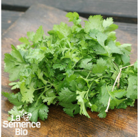 Récolte de CORIANDRE à petites graines - La Semence Bio