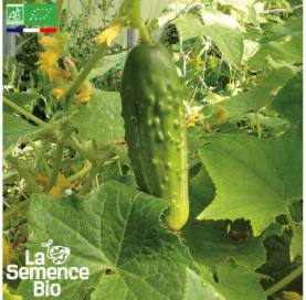 Photo de CORNICHON vert Fin de Meaux - La Semence Bio