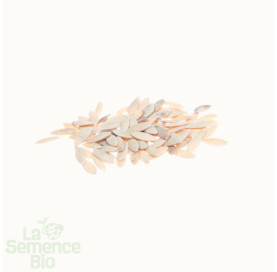 Graines de CORNICHON vert Fin de Meaux - La Semence Bio