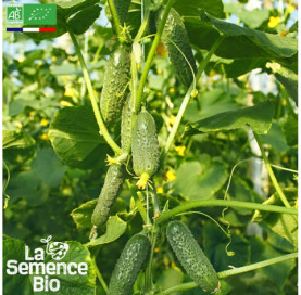 Photo de CORNICHON Vert petit de Paris - La Semence Bio