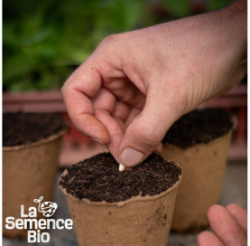 Semis de CORNICHON Vert petit de Paris - La Semence Bio
