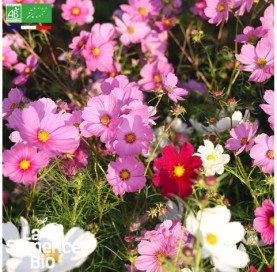 Photo de COSMOS Sensation en mélange - La Semence Bio