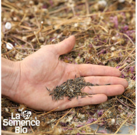 Graines de COSMOS Sensation en mélange - La Semence Bio