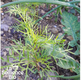 Premières pousses de COSMOS Sensation en mélange - La Semence Bio