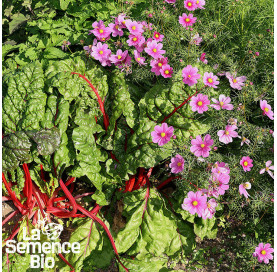 Plant à maturité de COSMOS Sensation en mélange - La Semence Bio