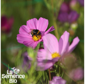 Gros plan de COSMOS Sensation en mélange - La Semence Bio