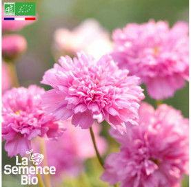 Photo de COSMOS Double Click Rose Bonbon - La Semence Bio