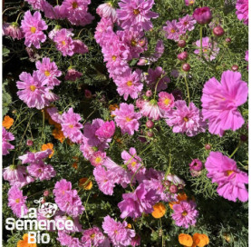 Plant à maturité de COSMOS Double Click Rose Bonbon - La Semence Bio