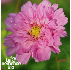 Gros plan de COSMOS Double Click Rose Bonbon - La Semence Bio