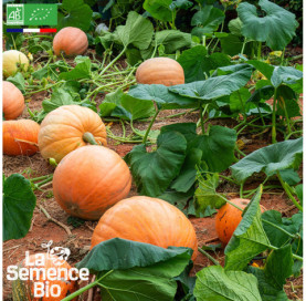 Photo de COURGE Jack O'Lantern - La Semence Bio