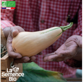 Photo de COURGE musquée mini Butternut - La Semence Bio