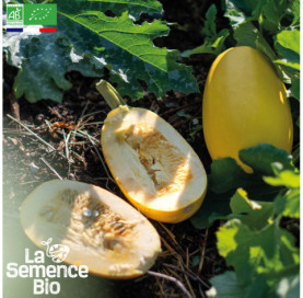 Photo de COURGE Spaghetti Végétal - La Semence Bio
