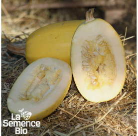 Récolte de COURGE Spaghetti Végétal - La Semence Bio