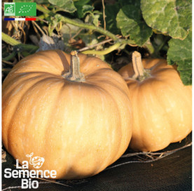 Photo de COURGE Carat - La Semence Bio