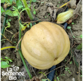 Plant en cours de croissance de COURGE Carat - La Semence Bio