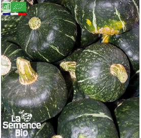 Photo de COURGE Buttercup - La Semence Bio
