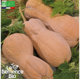 Photo de COURGE Violina - La Semence Bio