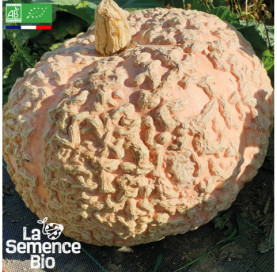 Photo de COURGE Galeuse d'Eysines - La Semence Bio