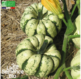 Photo de COURGE Sweet Dumpling Patidou - La Semence Bio