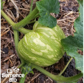 Plant en cours de croissance de COURGE Sweet Dumpling Patidou - La Semence Bio