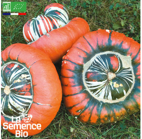 Photo de COURGE Giraumon Turban - La Semence Bio