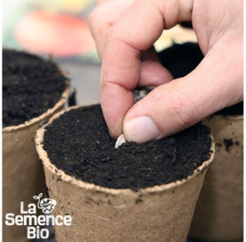 Semis de COURGE Giraumon Turban - La Semence Bio