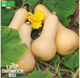 Photo de COURGE musquée Butternut - La Semence Bio