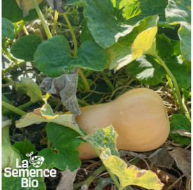 Plant à maturité de COURGE musquée Butternut - La Semence Bio