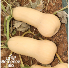 Gros plan de COURGE musquée Butternut - La Semence Bio