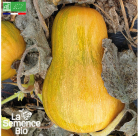 Photo de COURGE Sucrine du Berry - La Semence Bio