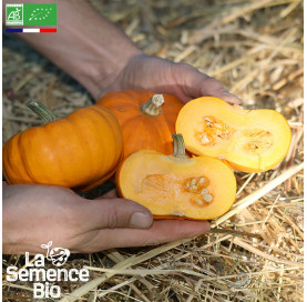 Photo de COURGE Jack Be Little - La Semence Bio