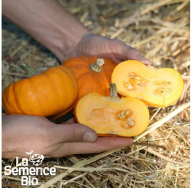 Gros plan de COURGE Jack Be Little - La Semence Bio