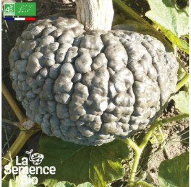 Photo de COURGE Marina di Chioggia - La Semence Bio