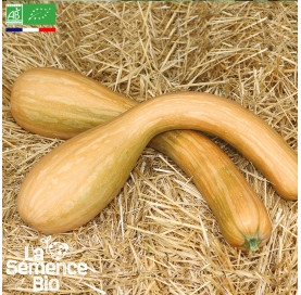 Photo de COURGE Longue de Nice - La Semence Bio