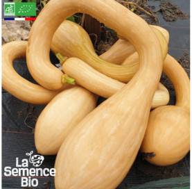 Photo de COURGE Tromba d'Albenga - La Semence Bio