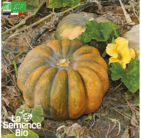 Photo de COURGE musquée de Provence ou muscade - La Semence Bio