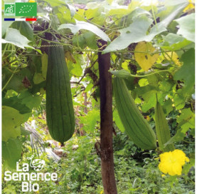 Photo de COURGE éponge Luffa - La Semence Bio