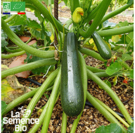 Photo de COURGETTE Ola Escaladora - La Semence Bio