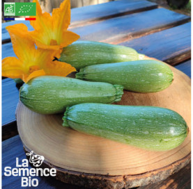 Photo de COURGETTE verte Petite d'Alger - La Semence Bio