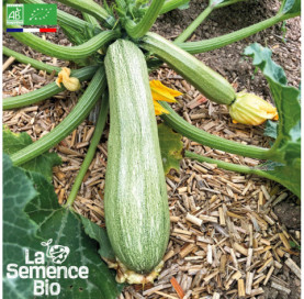 Photo de COURGETTE Ortolana di Faenza - La Semence Bio