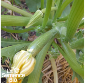 Plant en cours de croissance de COURGETTE Ortolana di Faenza - La Semence Bio
