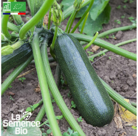 Photo de COURGETTE Verte des Maraîchers - La Semence Bio
