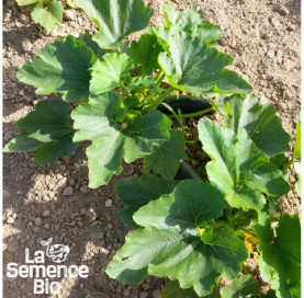 Jeune plant de COURGETTE Verte des Maraîchers - La Semence Bio